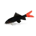Loaches & Sharks Loaches & Sharks